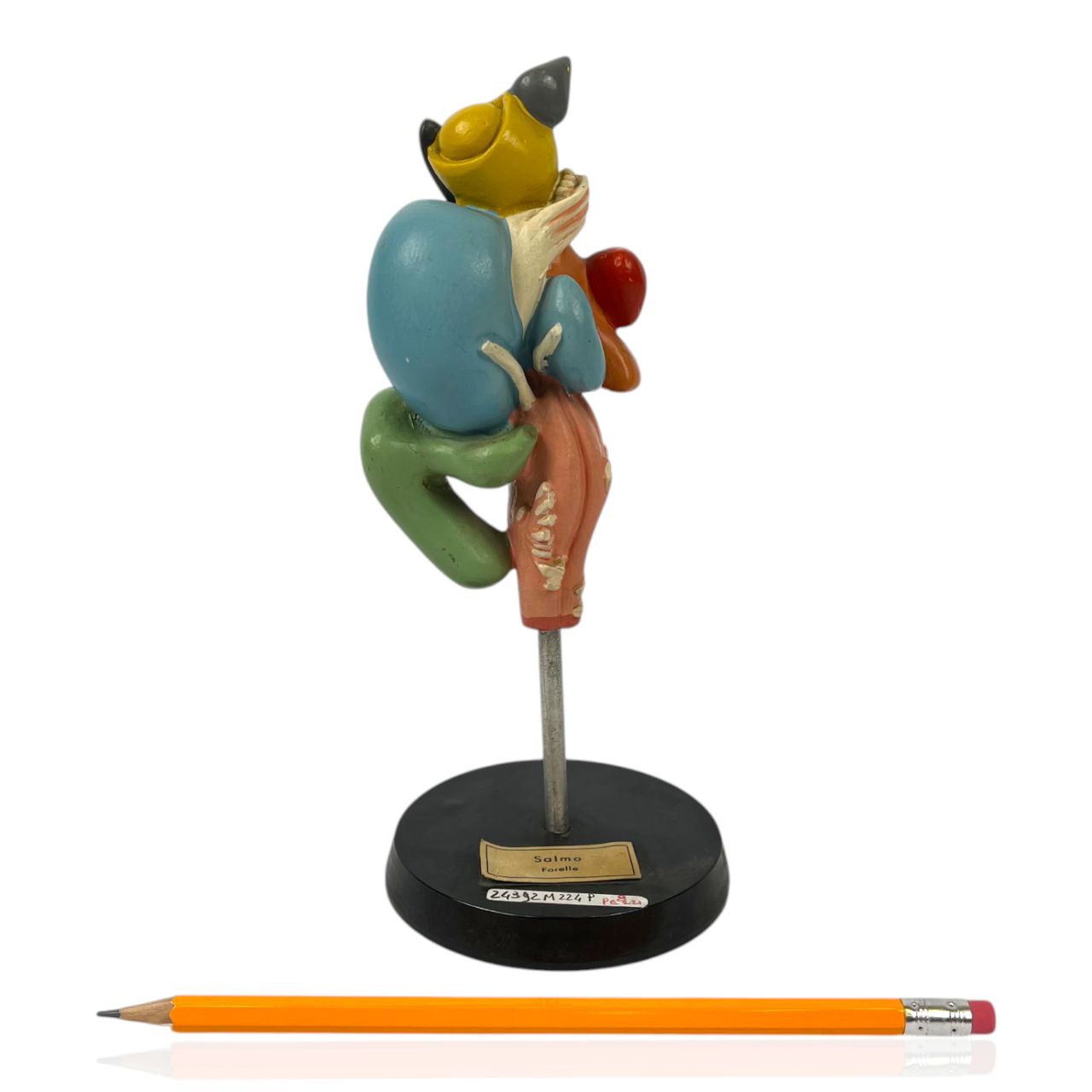 Modello anatomico - Cervello Trota Salmonata | Anni '70