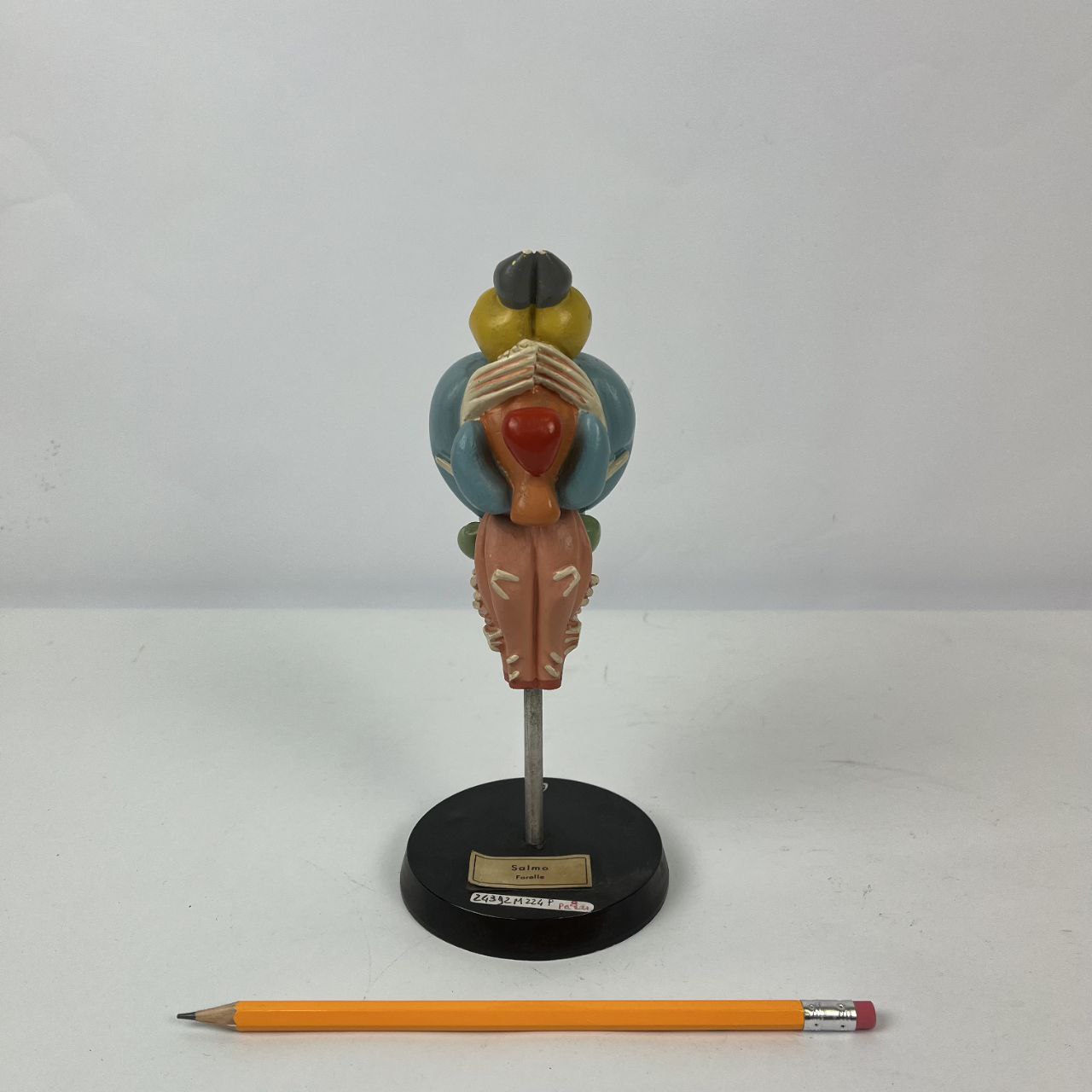 Modello anatomico - Cervello Trota Salmonata | Anni '70