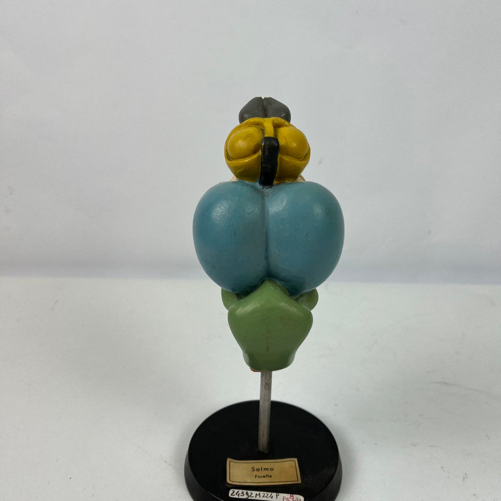 Modello anatomico - Cervello Trota Salmonata | Anni '70