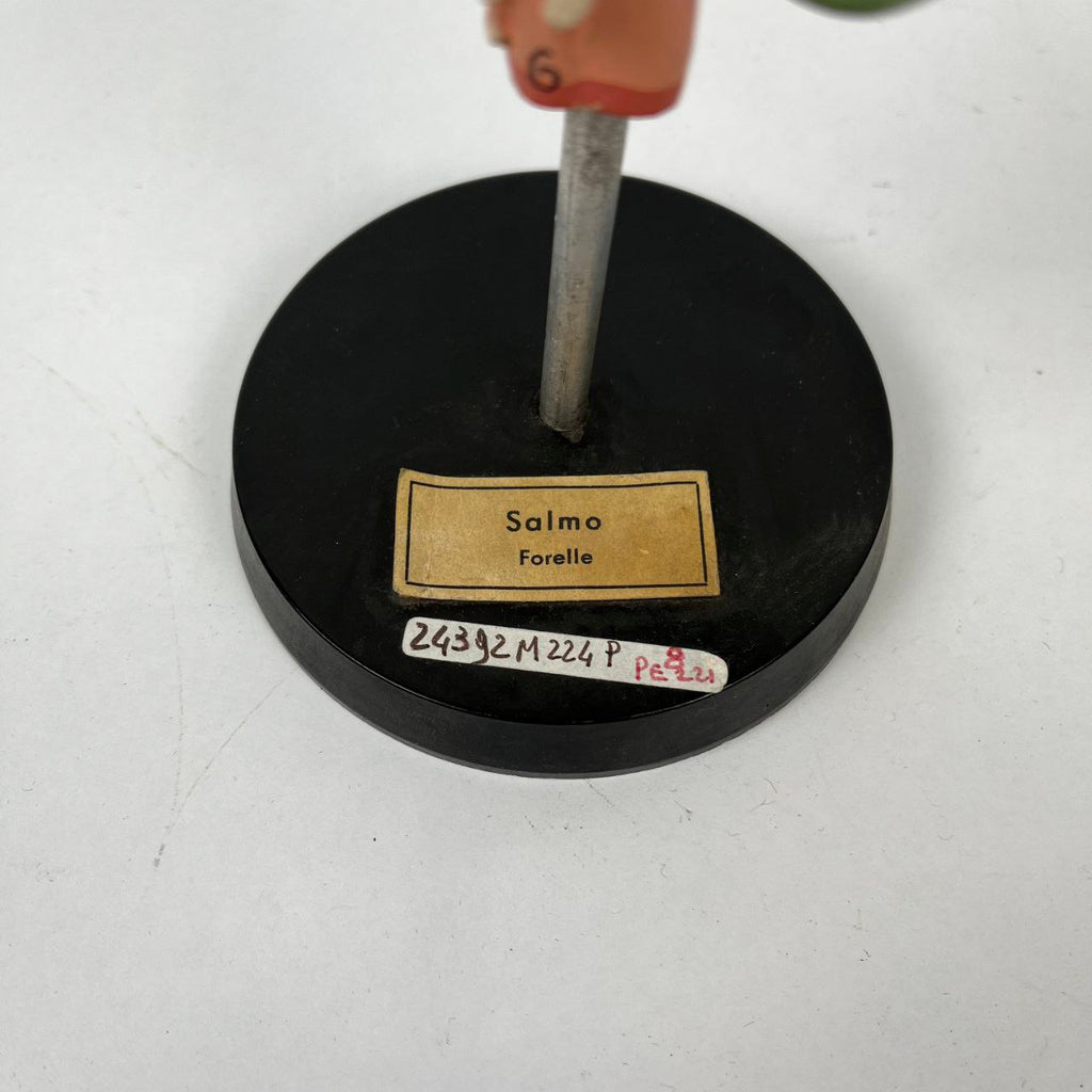 Modello anatomico - Cervello Trota Salmonata | Anni '70