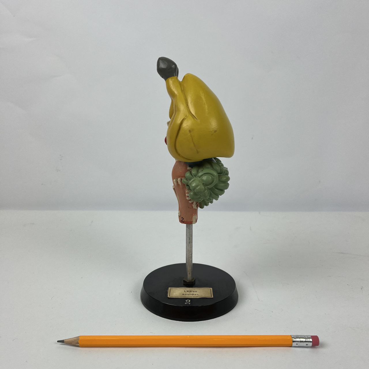 Modello anatomico - Cervello di Lepre | Anni '70