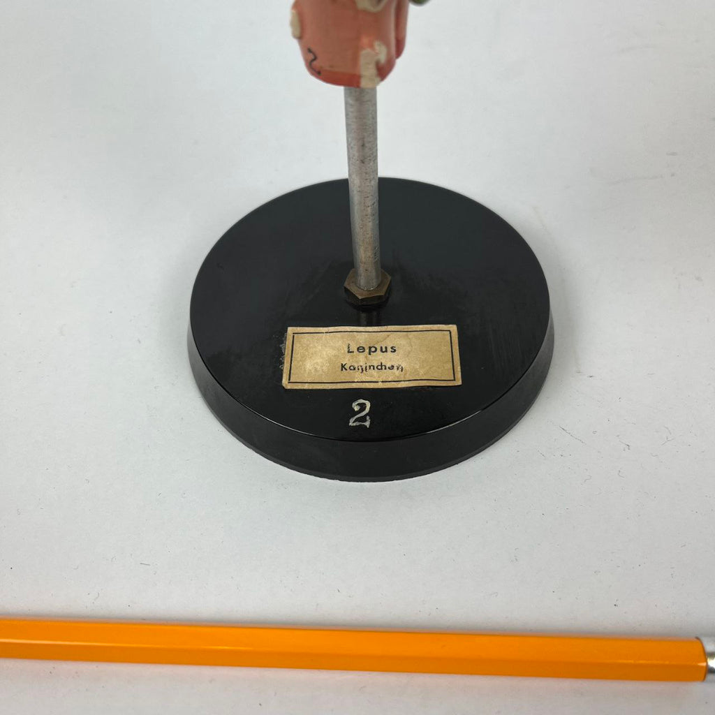 Modello anatomico - Cervello di Lepre | Anni '70