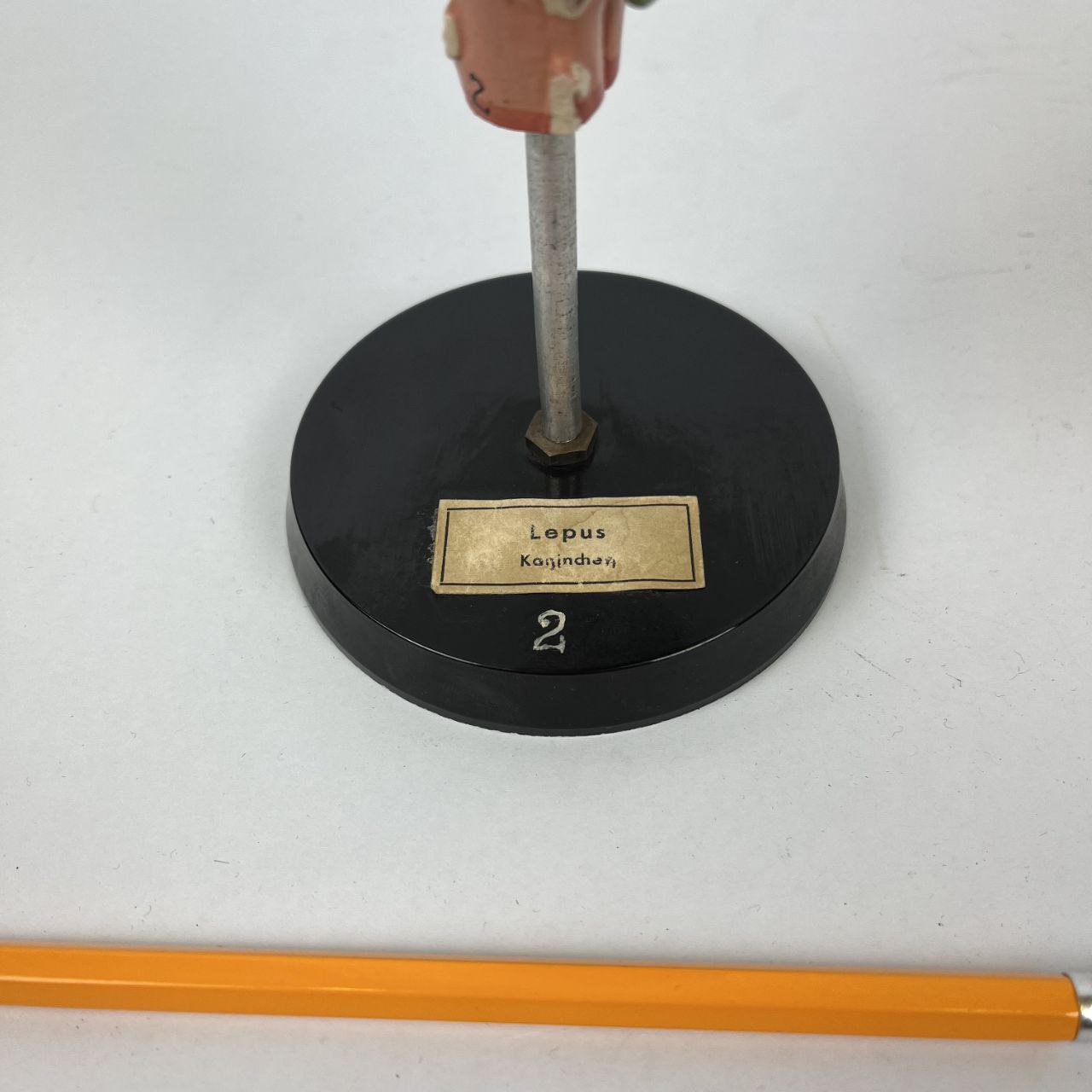 Modello anatomico - Cervello di Lepre | Anni '70