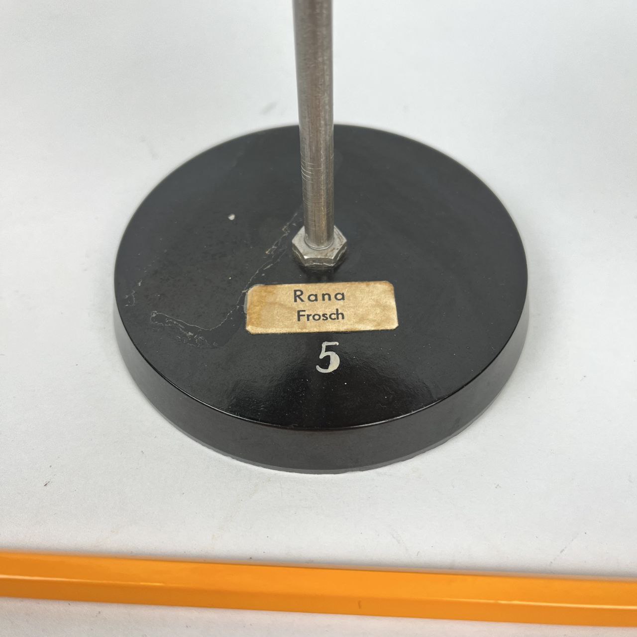 Modello anatomico - Cuore di Rana | Anni '70