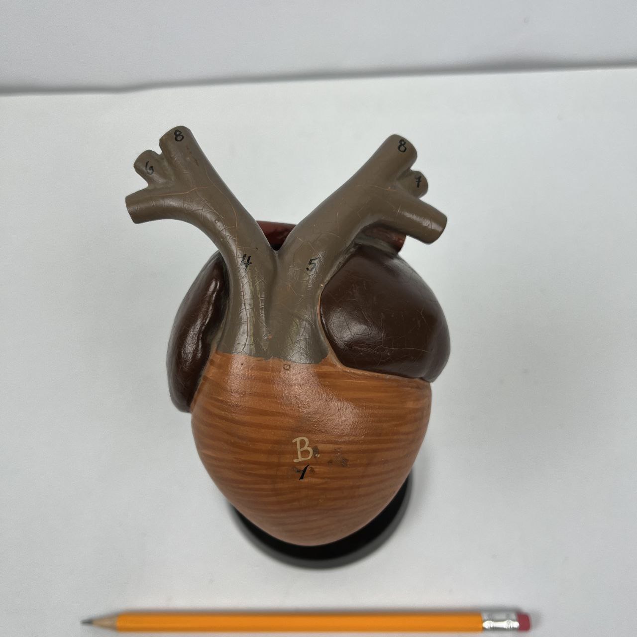 Modello anatomico - Cuore di Rana | Anni '70