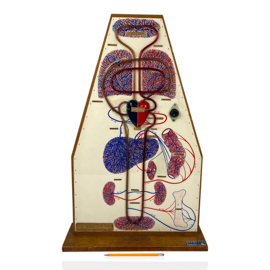 Anatomical Model of the Circulatory System | 1950s