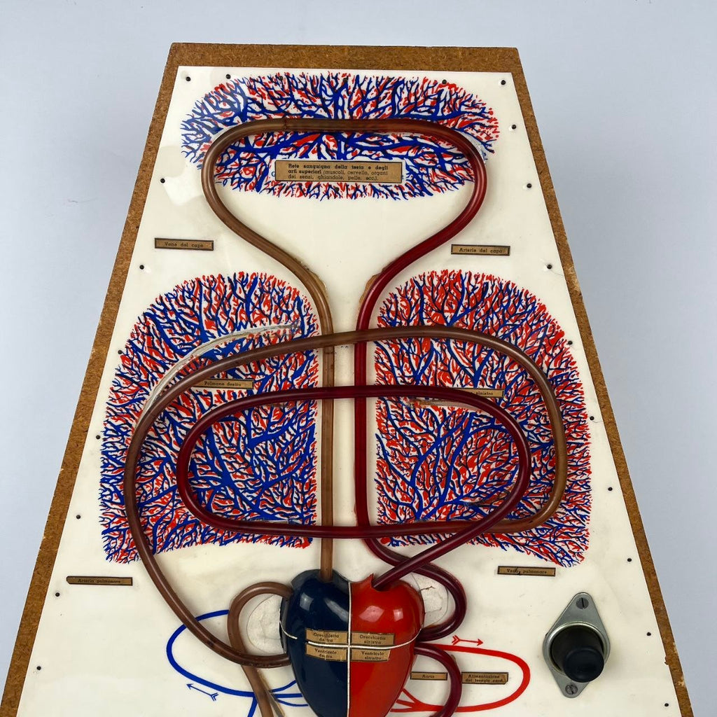 Anatomical Model of the Circulatory System | 1950s