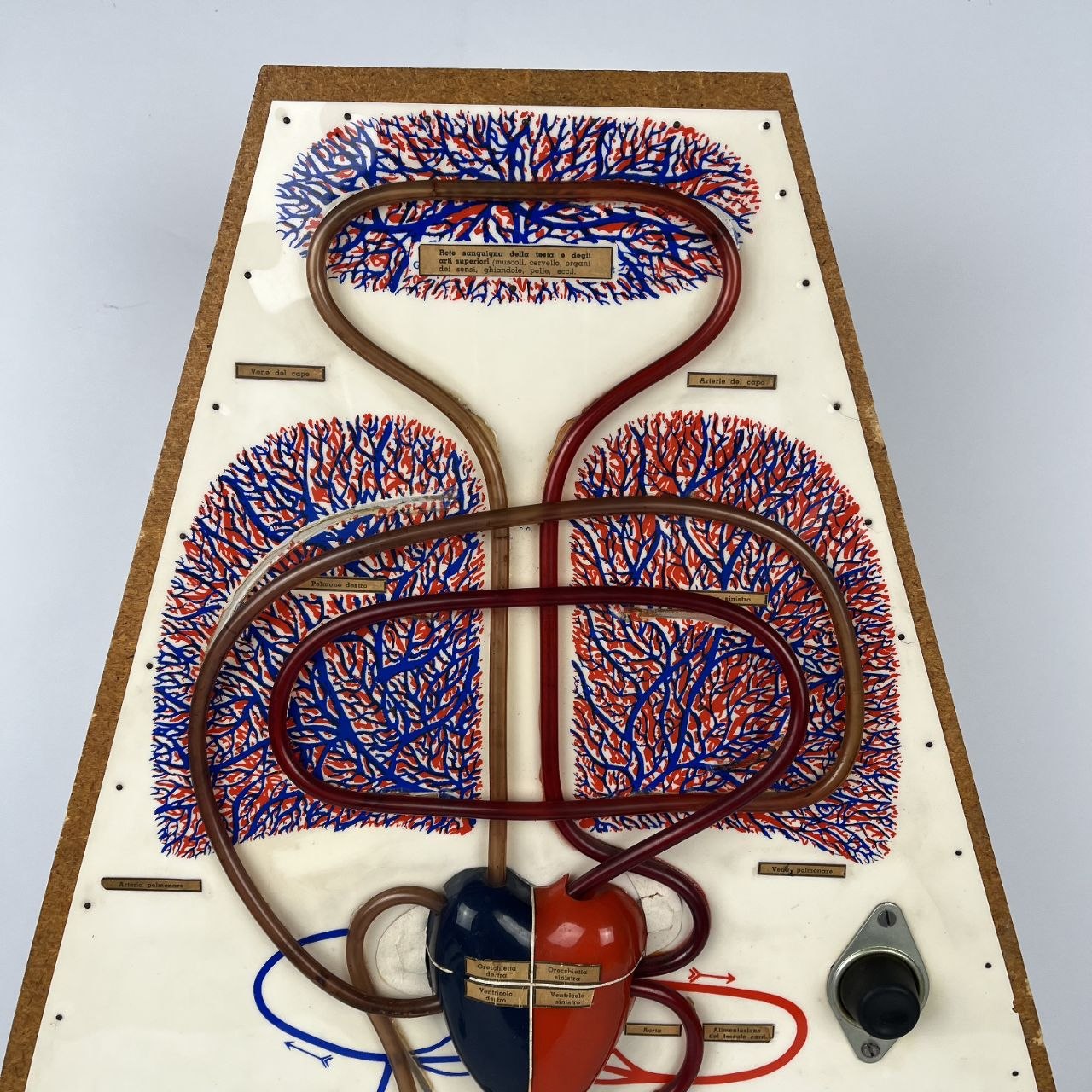 Modello Anatomico del Sistema Circolatorio | Anni '50