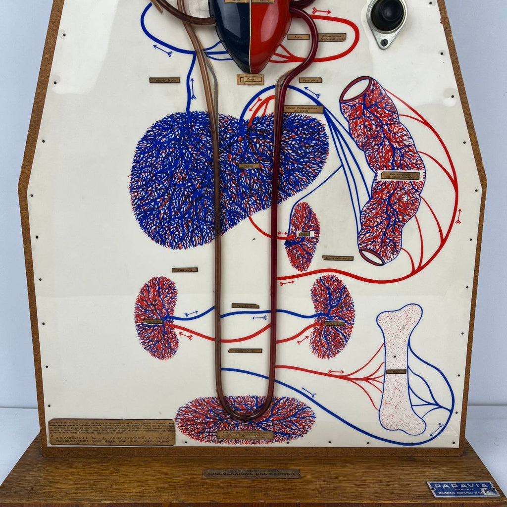 Anatomical Model of the Circulatory System | 1950s