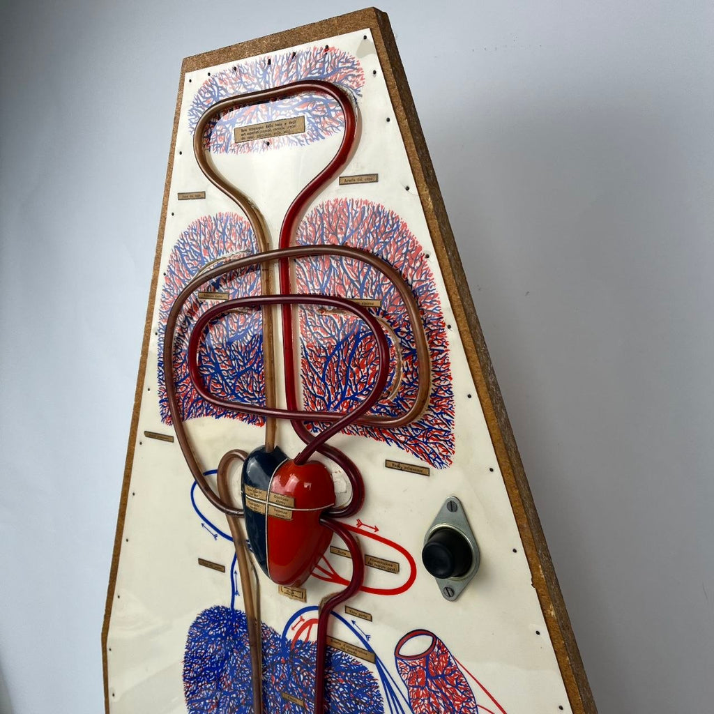 Anatomical Model of the Circulatory System | 1950s