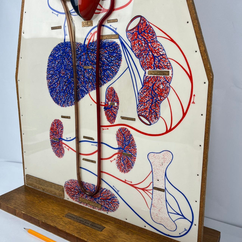 Anatomical Model of the Circulatory System | 1950s