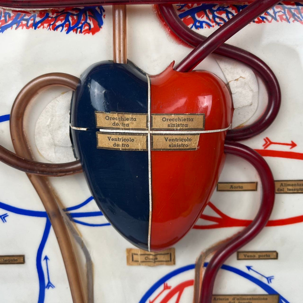 Anatomical Model of the Circulatory System | 1950s