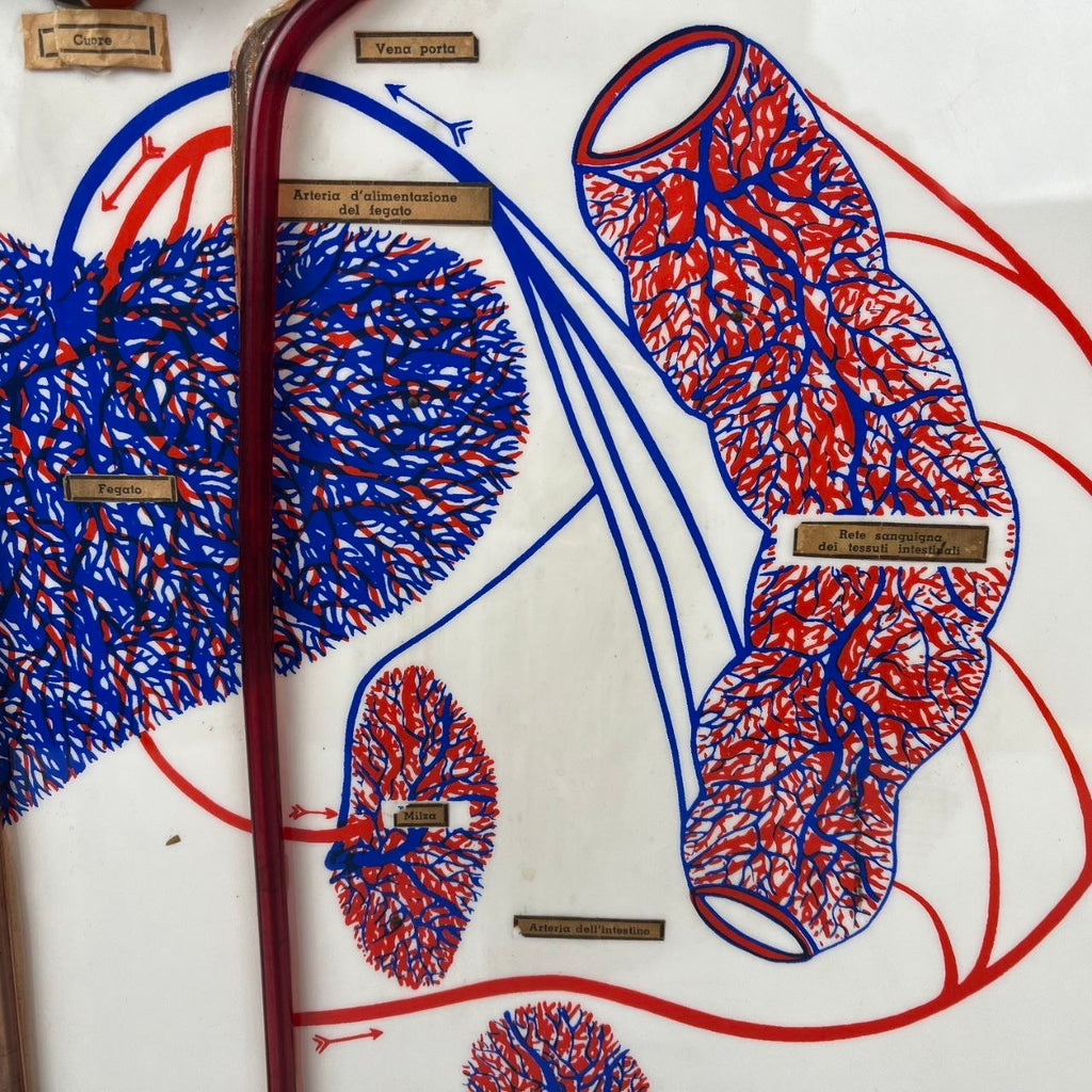 Anatomical Model of the Circulatory System | 1950s