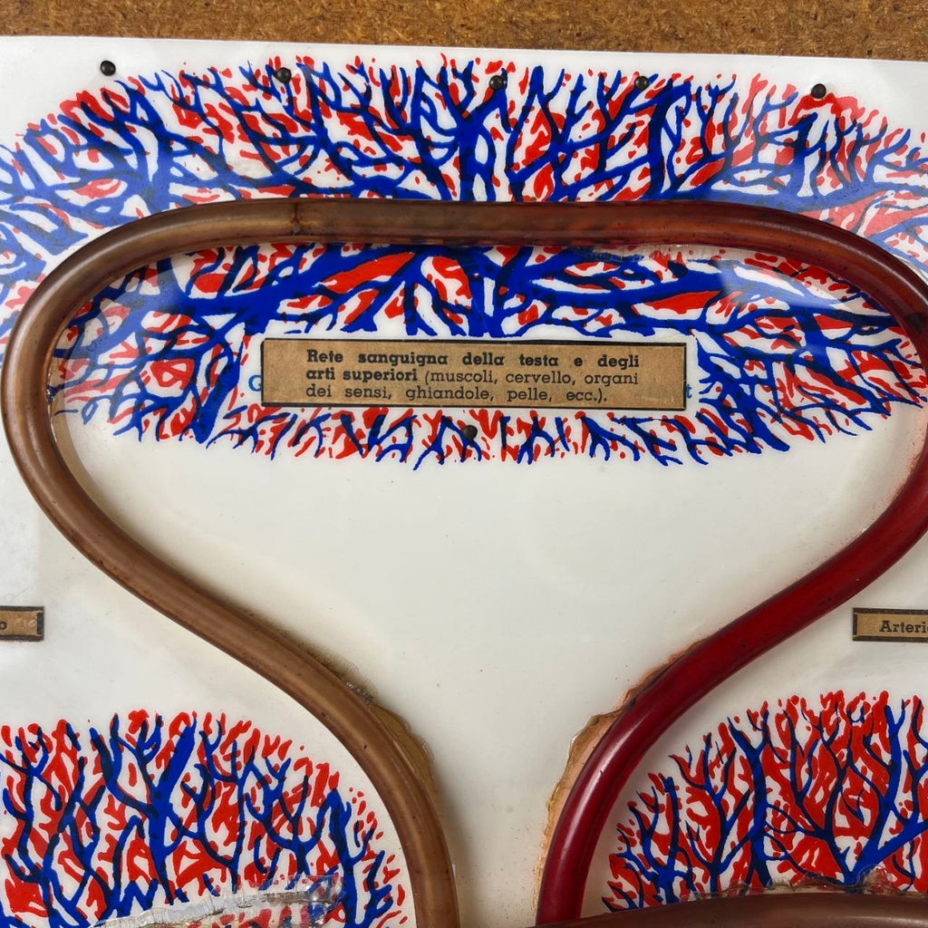 Anatomical Model of the Circulatory System | 1950s