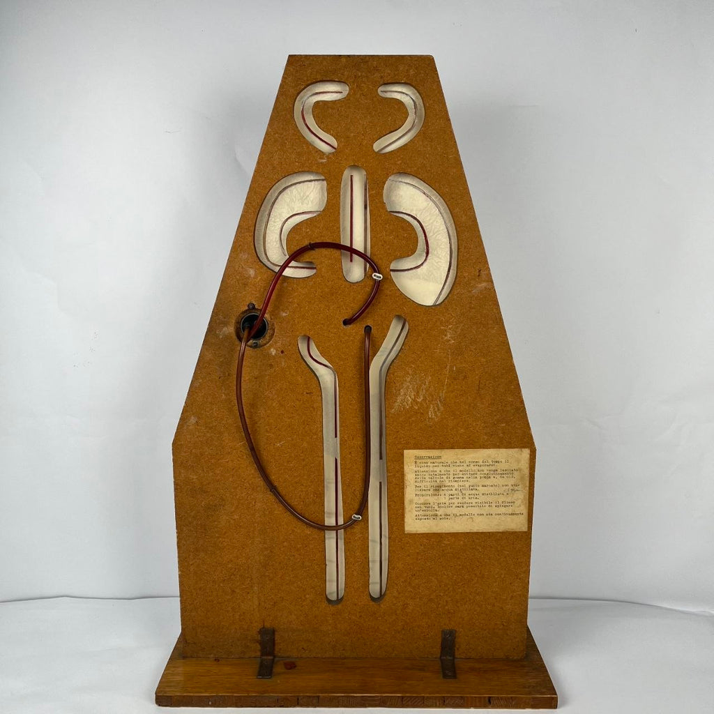Anatomical Model of the Circulatory System | 1950s
