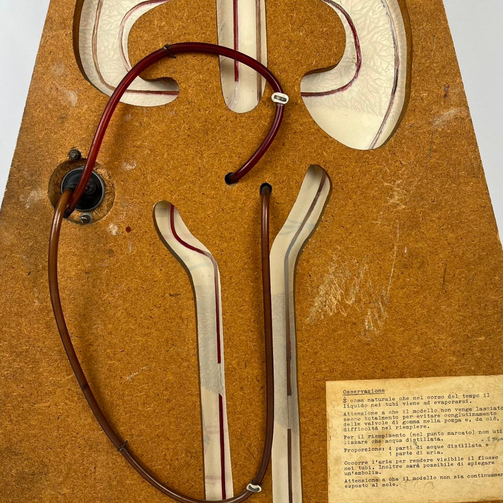 Anatomical Model of the Circulatory System | 1950s