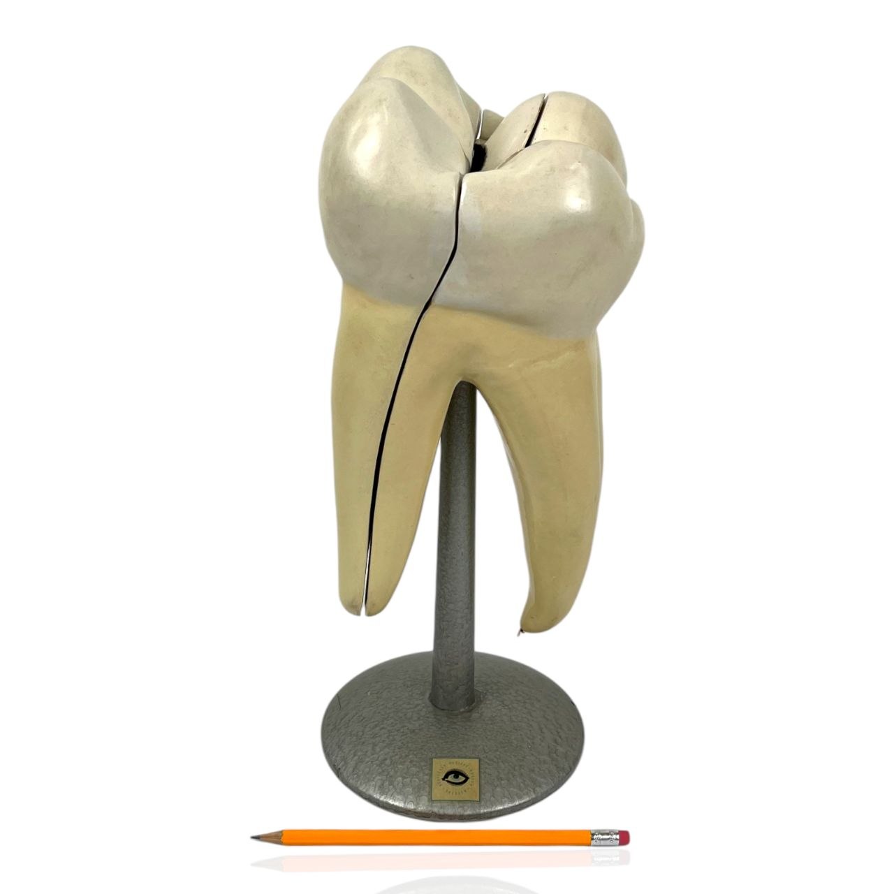 Modello Anatomico di un Dente Umano