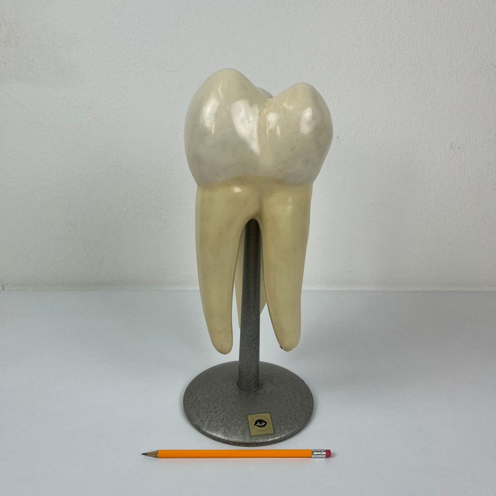 Modello Anatomico di un Dente Umano