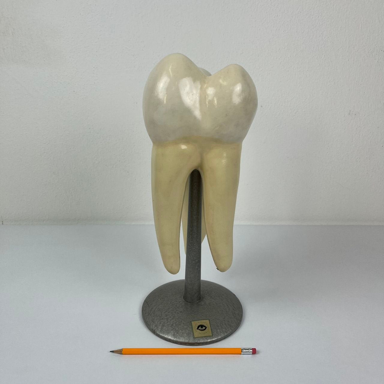 Modello Anatomico di un Dente Umano