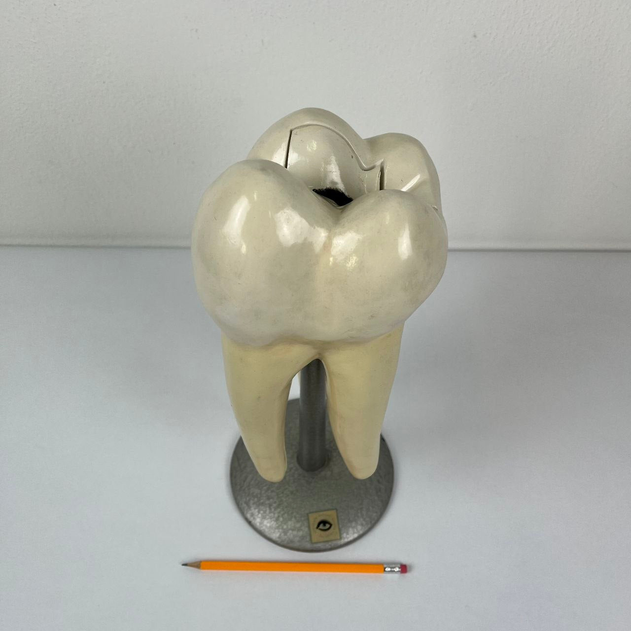 Modello Anatomico di un Dente Umano