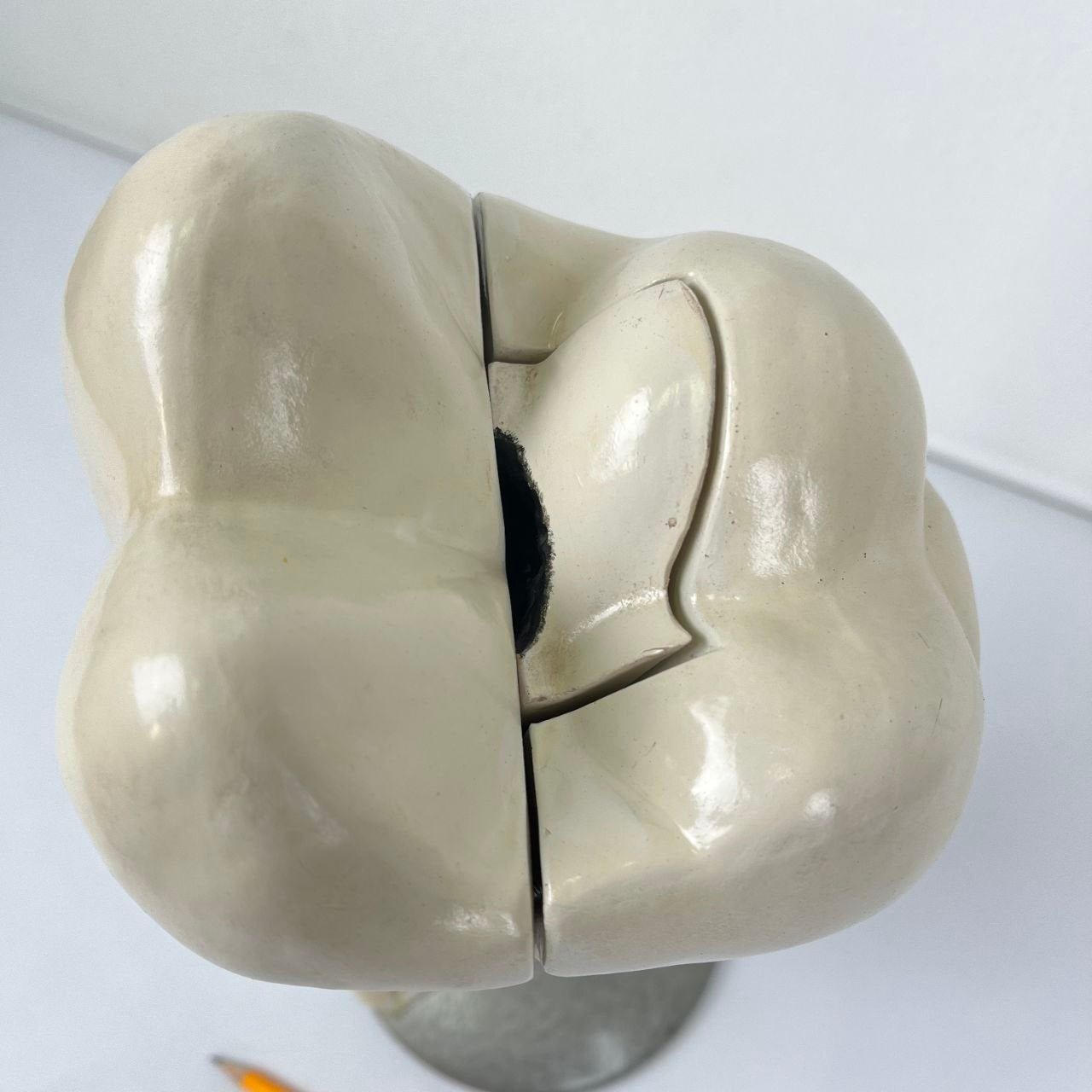 Modello Anatomico di un Dente Umano