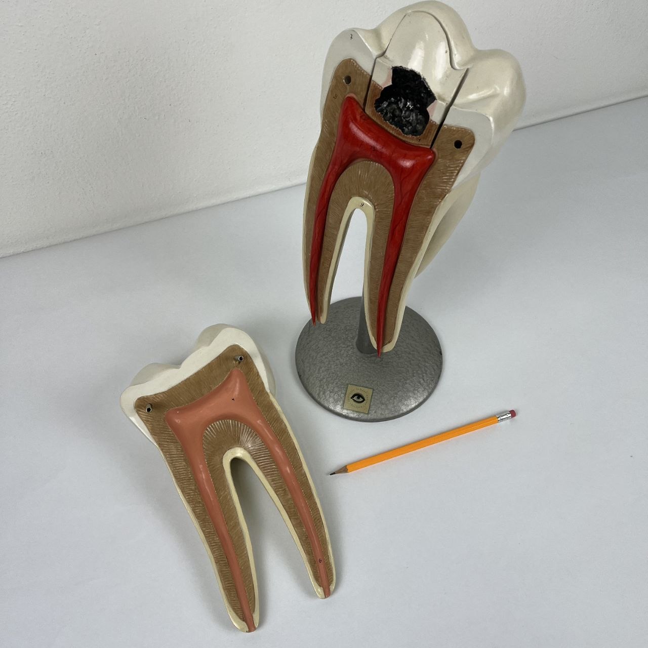 Modello Anatomico di un Dente Umano