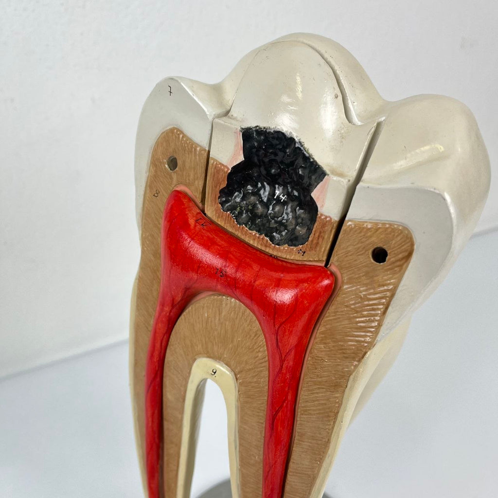 Modello Anatomico di un Dente Umano