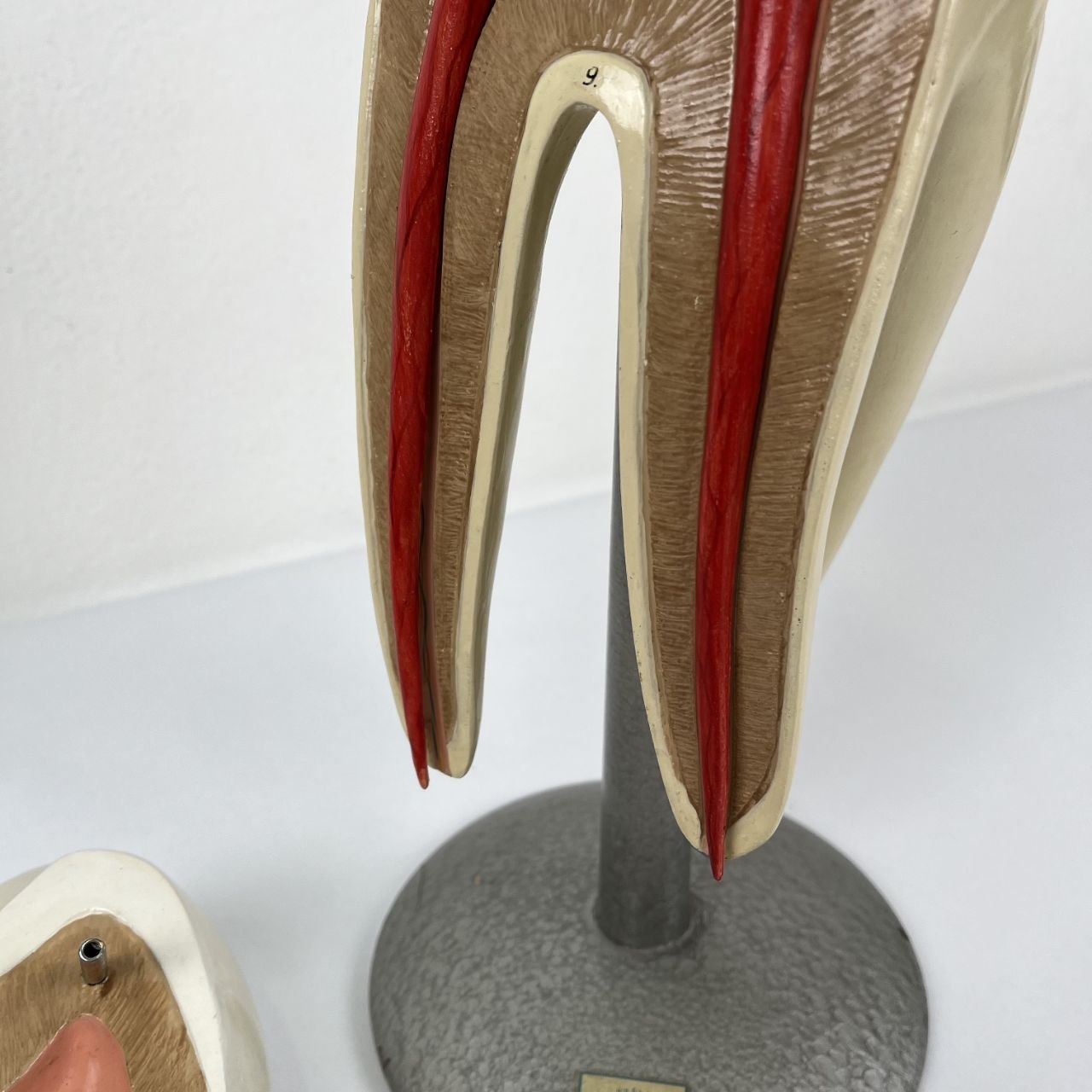 Modello Anatomico di un Dente Umano