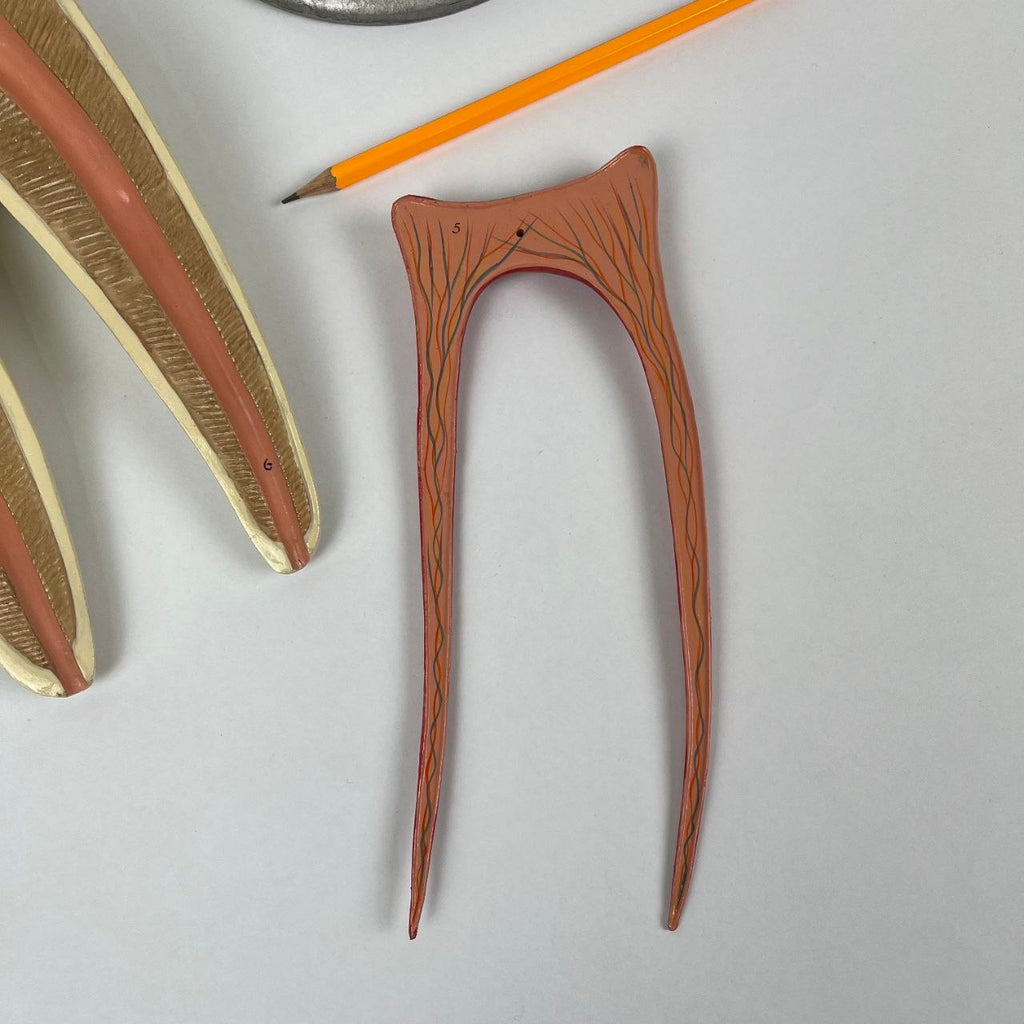 Modello Anatomico di un Dente Umano