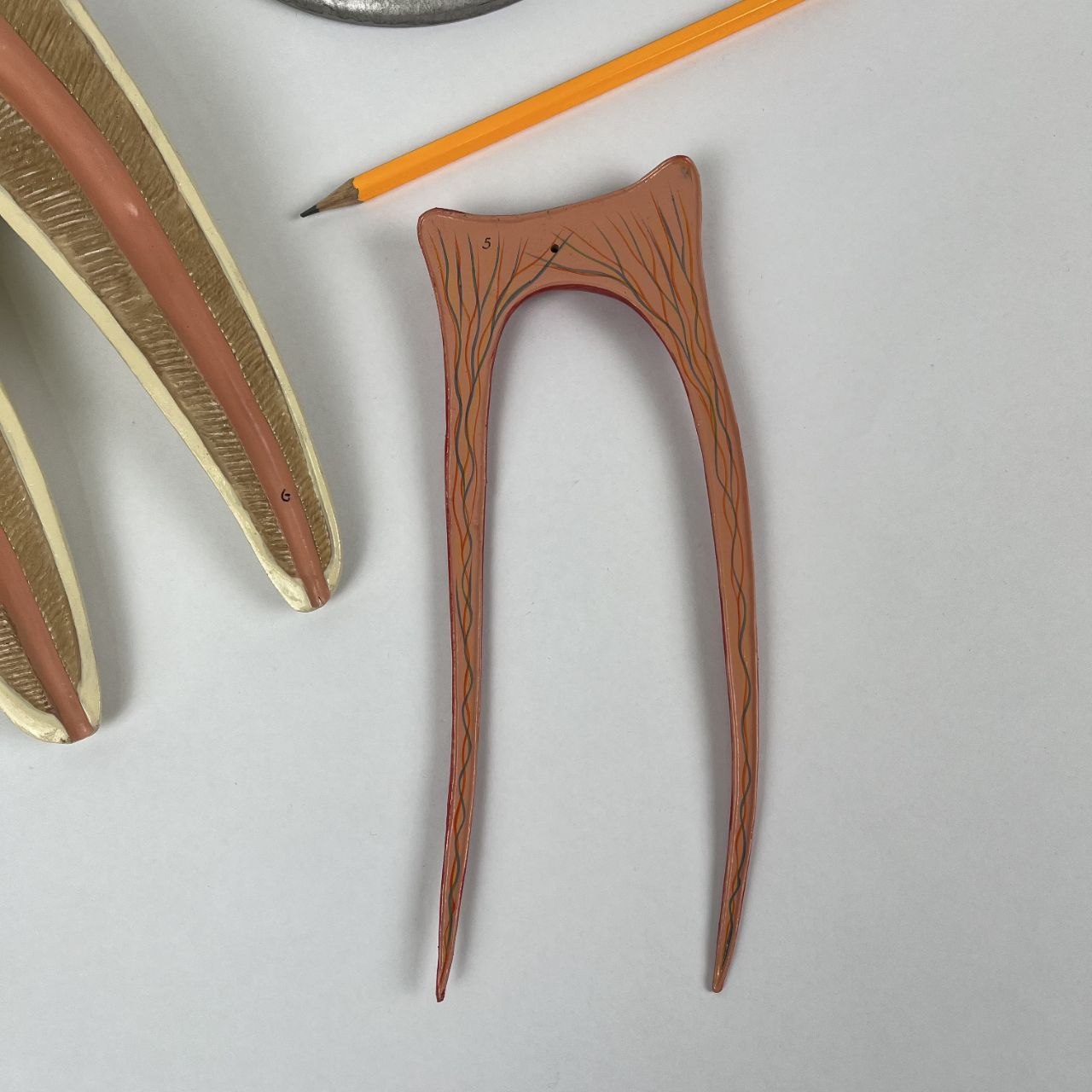 Modello Anatomico di un Dente Umano