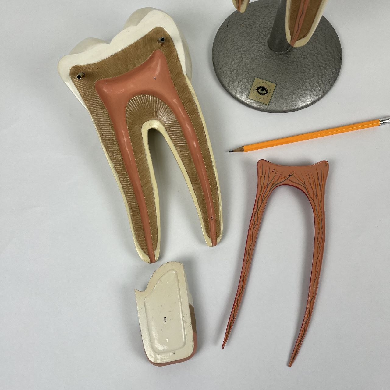 Modello Anatomico di un Dente Umano