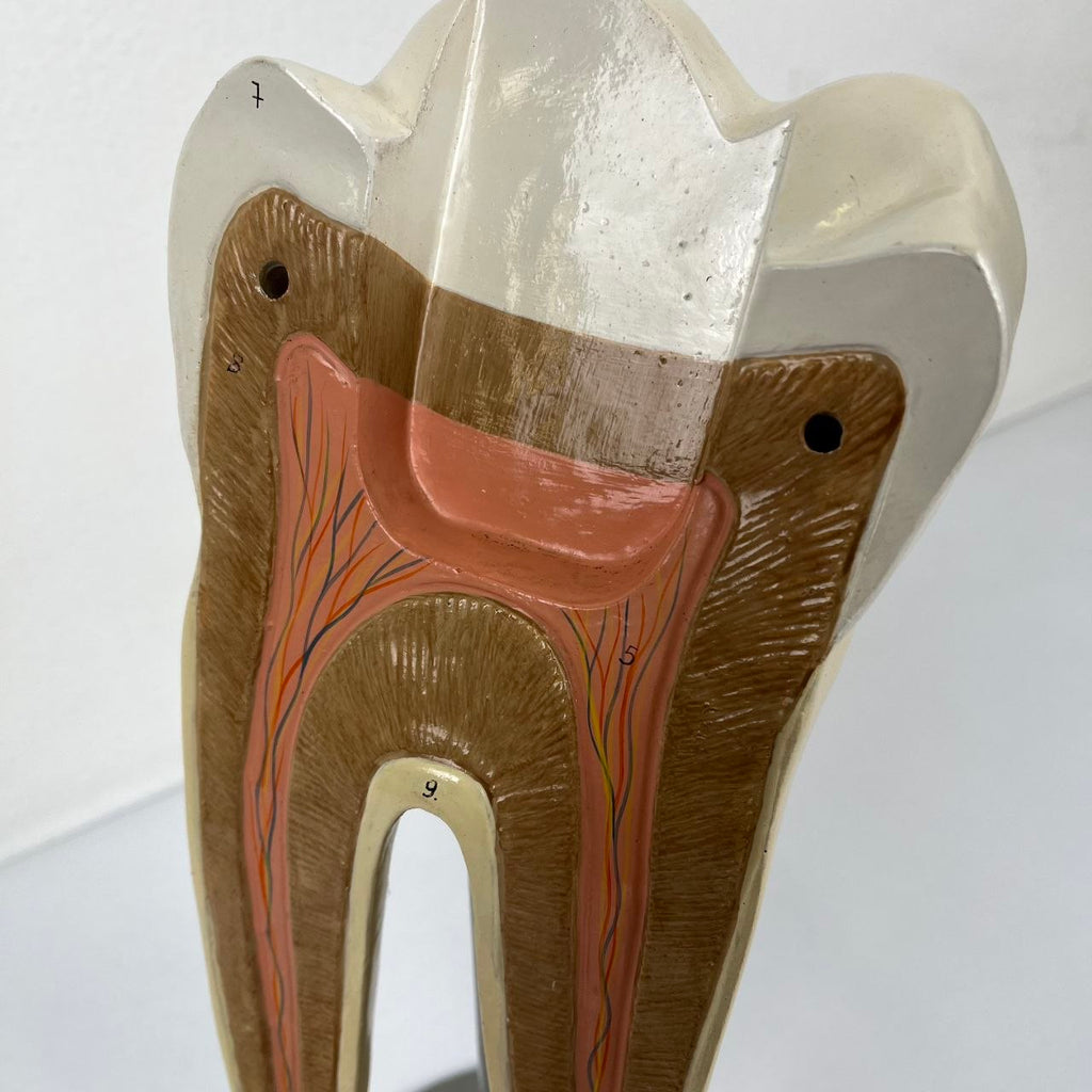 Modello Anatomico di un Dente Umano