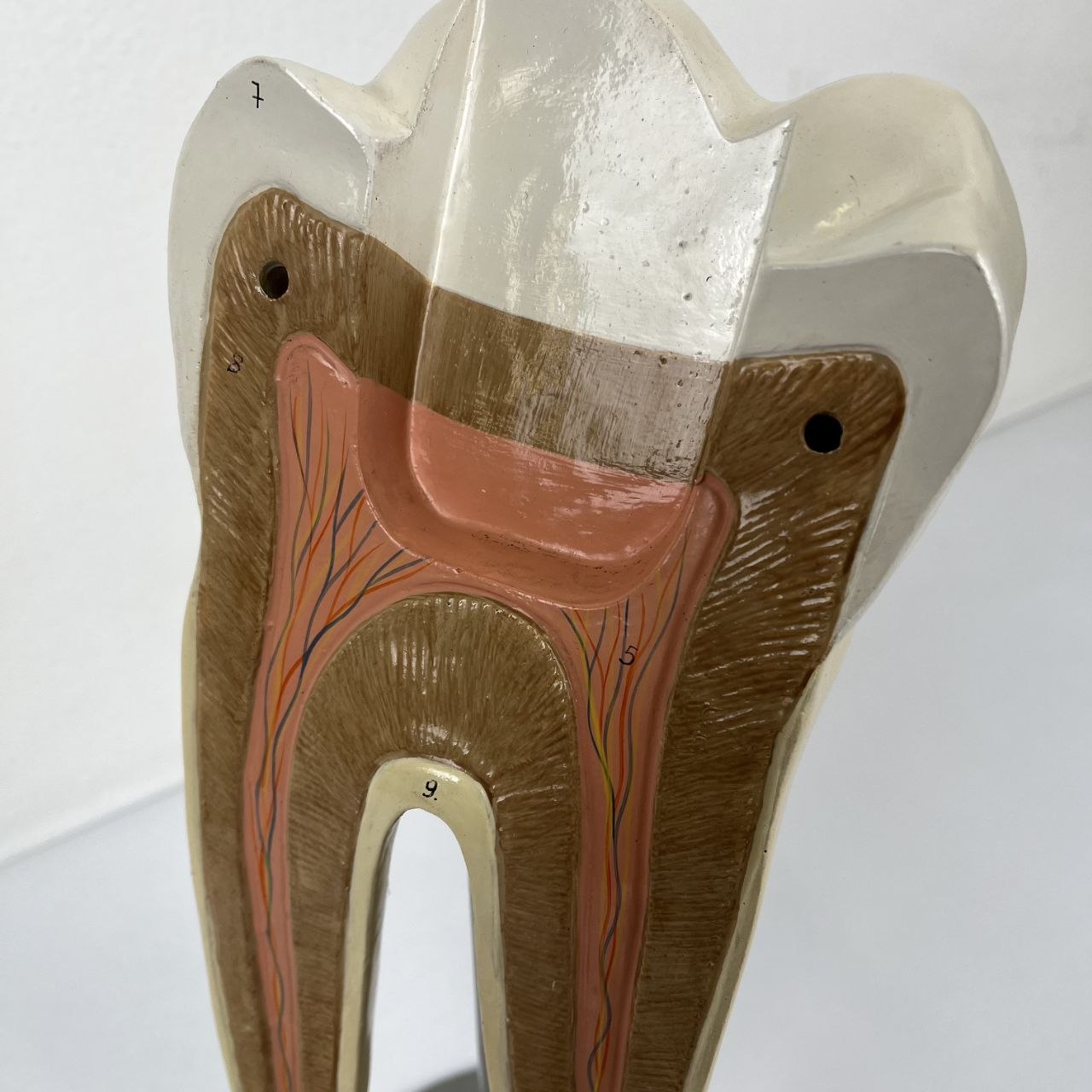 Modello Anatomico di un Dente Umano