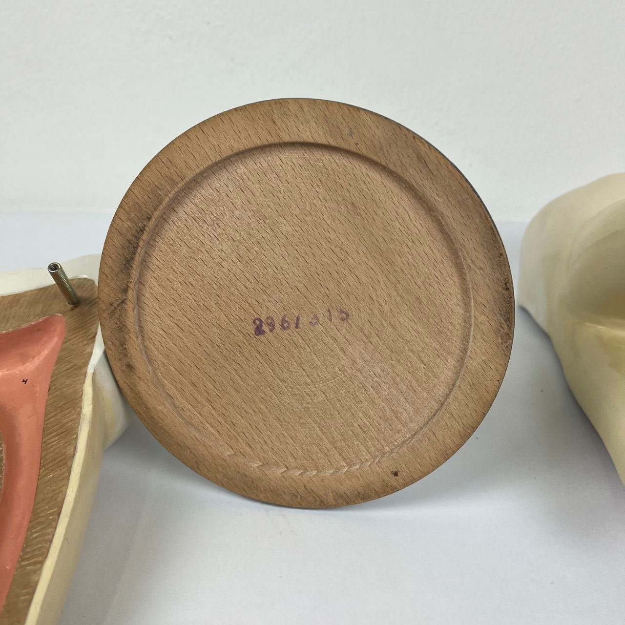 Modello Anatomico di un Dente Umano
