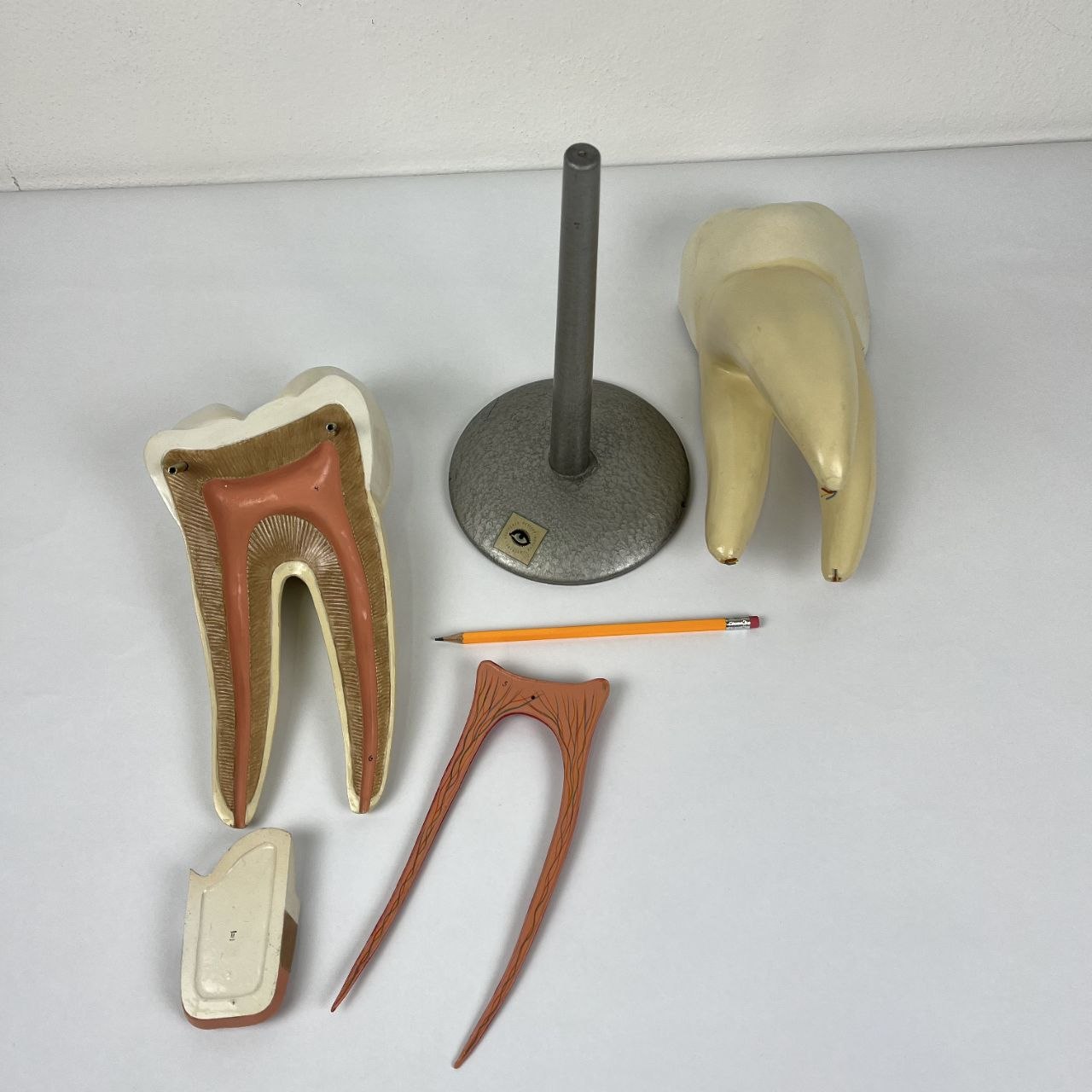 Modello Anatomico di un Dente Umano