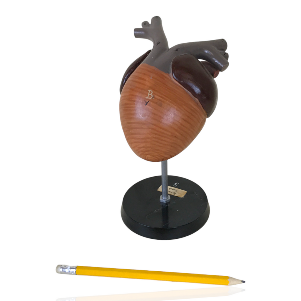 Anatomical Model - Frog Heart | 1970s