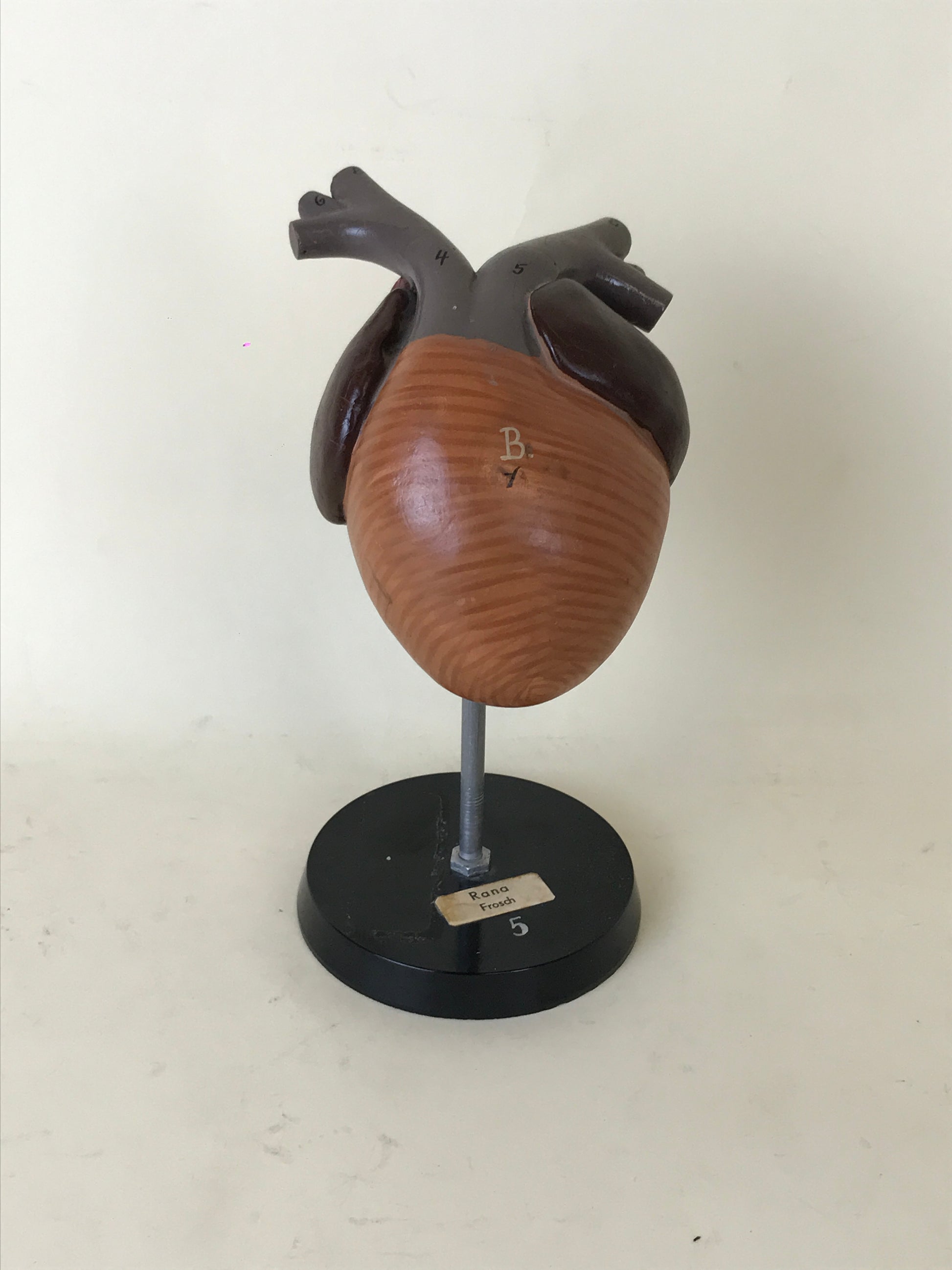 Anatomical Model - Frog Heart | 1970s