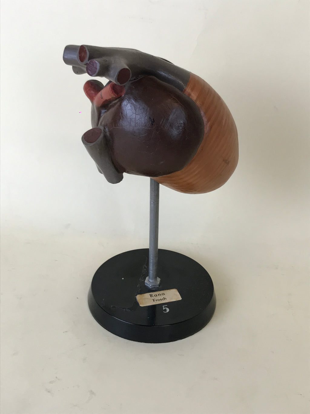 Anatomical Model - Frog Heart | 1970s