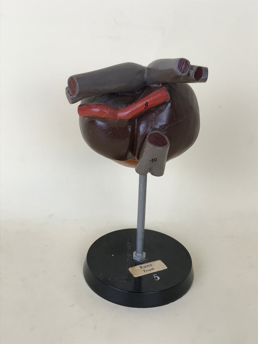Anatomical Model - Frog Heart | 1970s