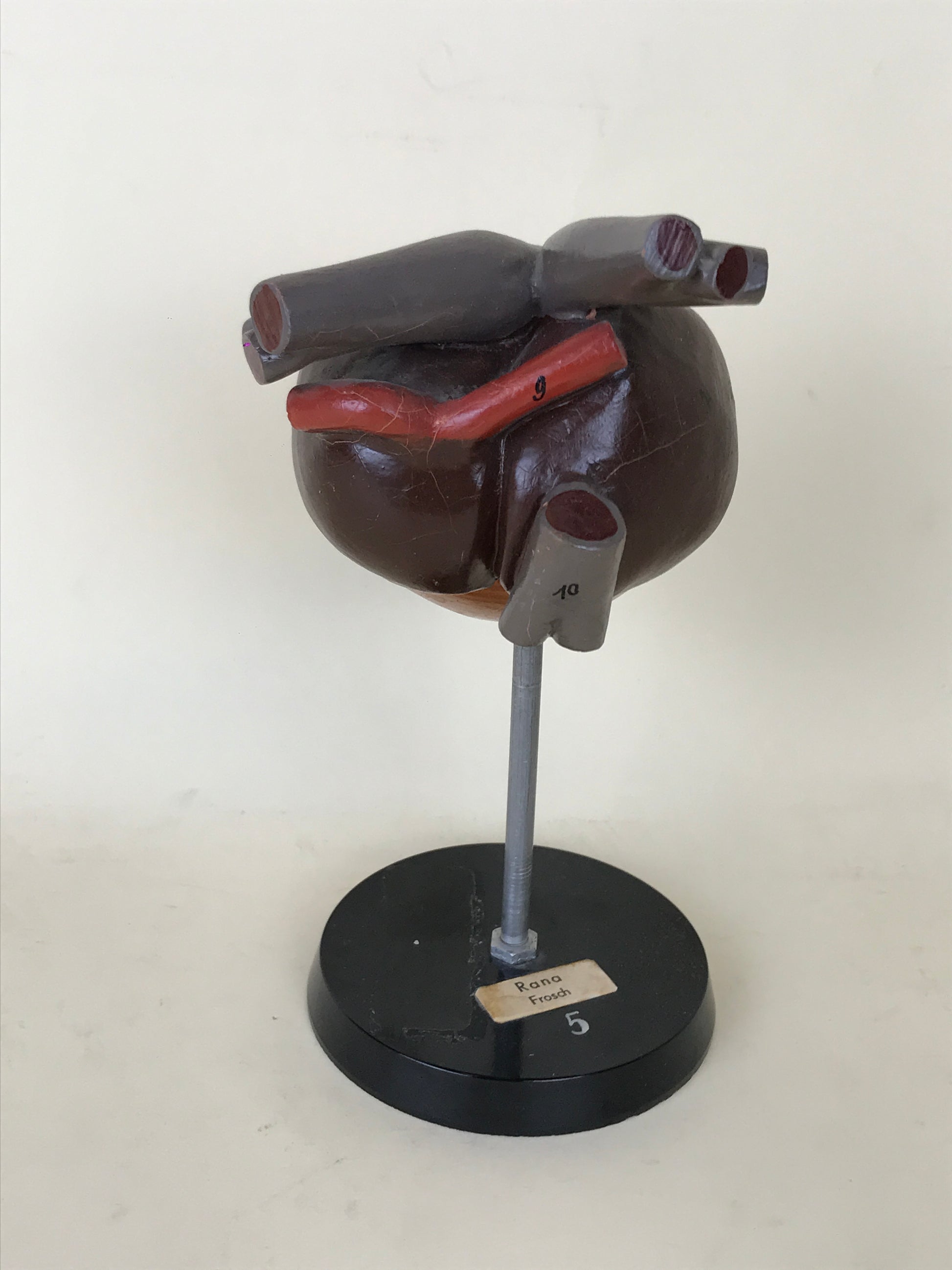 Anatomical Model - Frog Heart | 1970s