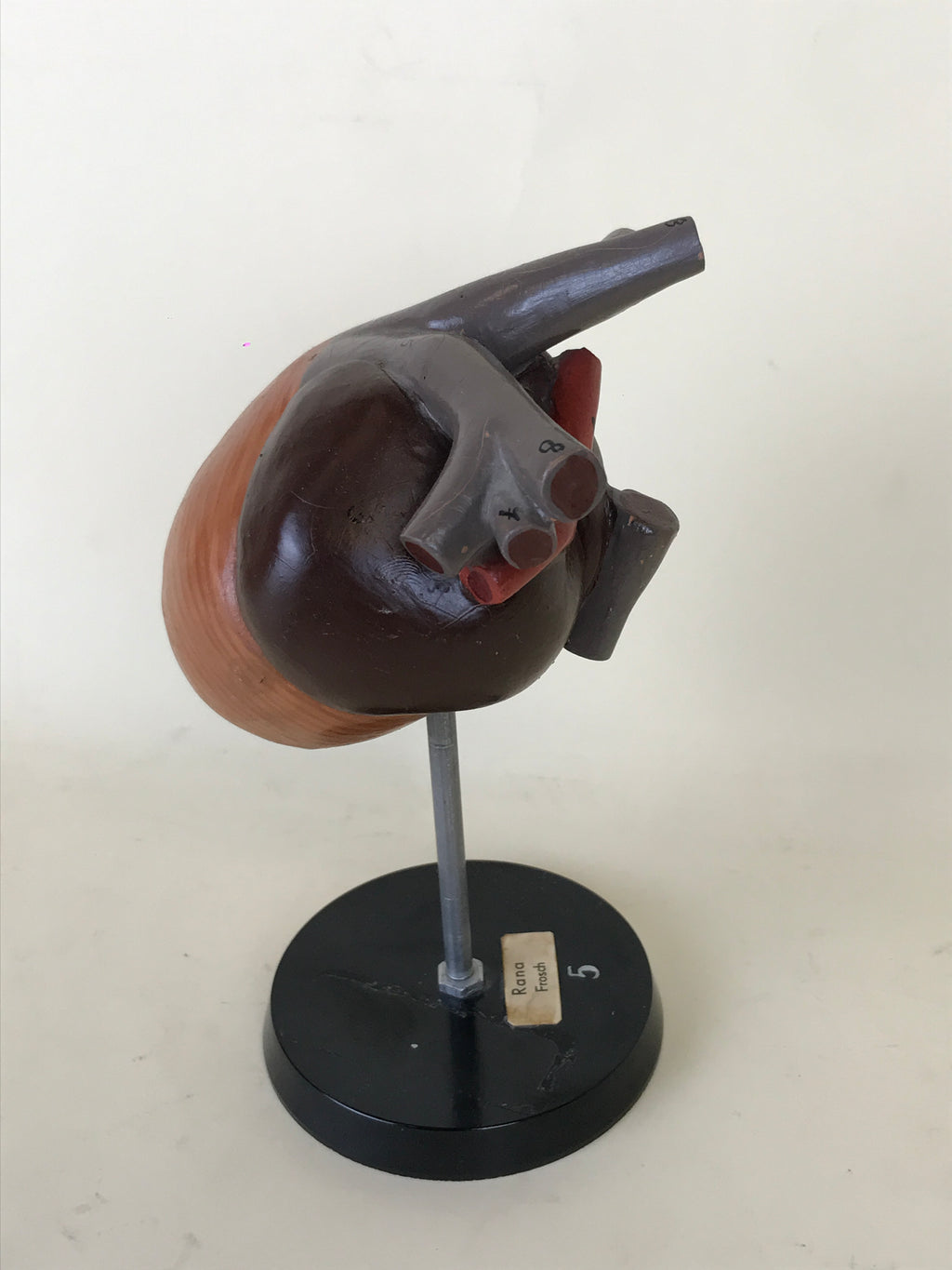 Anatomical Model - Frog Heart | 1970s