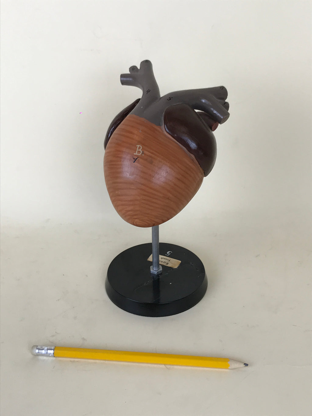 Anatomical Model - Frog Heart | 1970s