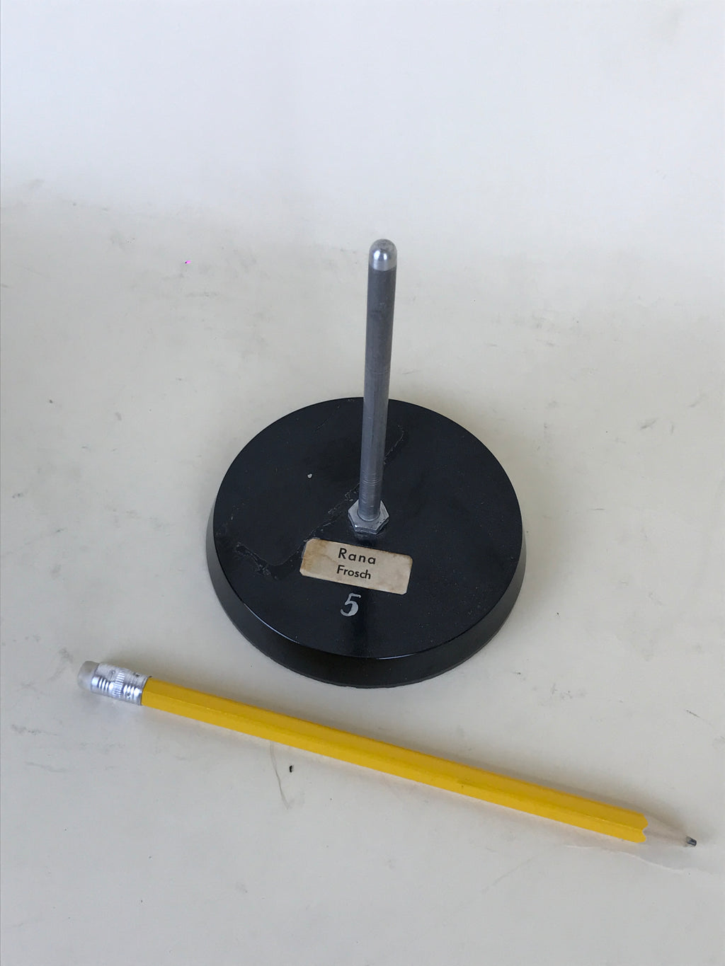 Anatomical Model - Frog Heart | 1970s