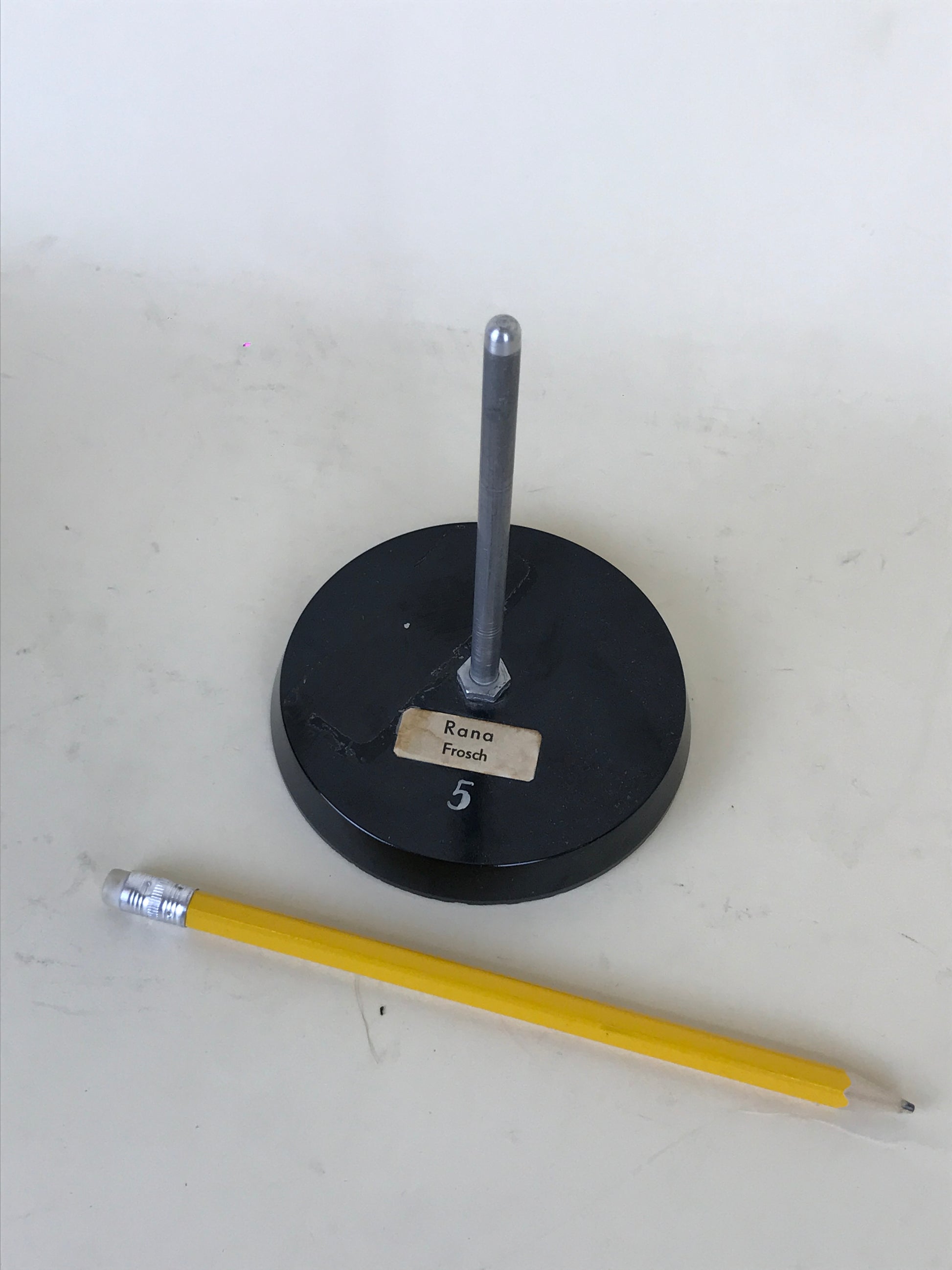 Anatomical Model - Frog Heart | 1970s