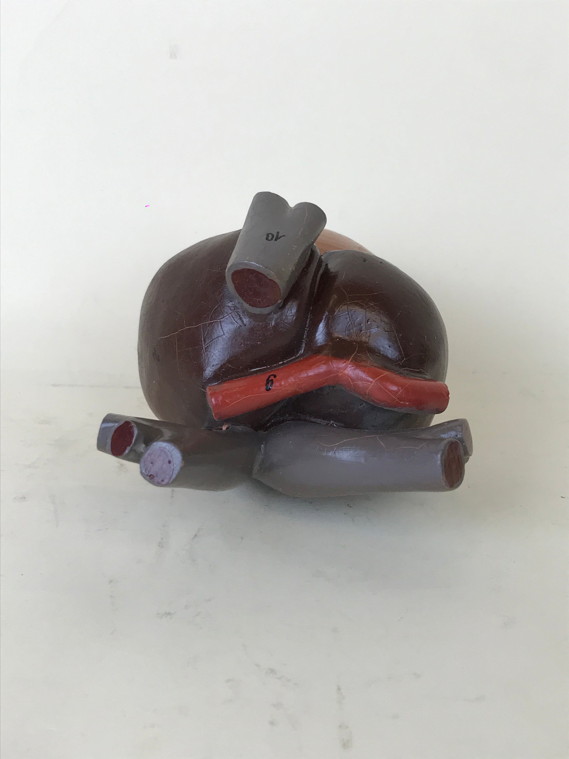 Anatomical Model - Frog Heart | 1970s