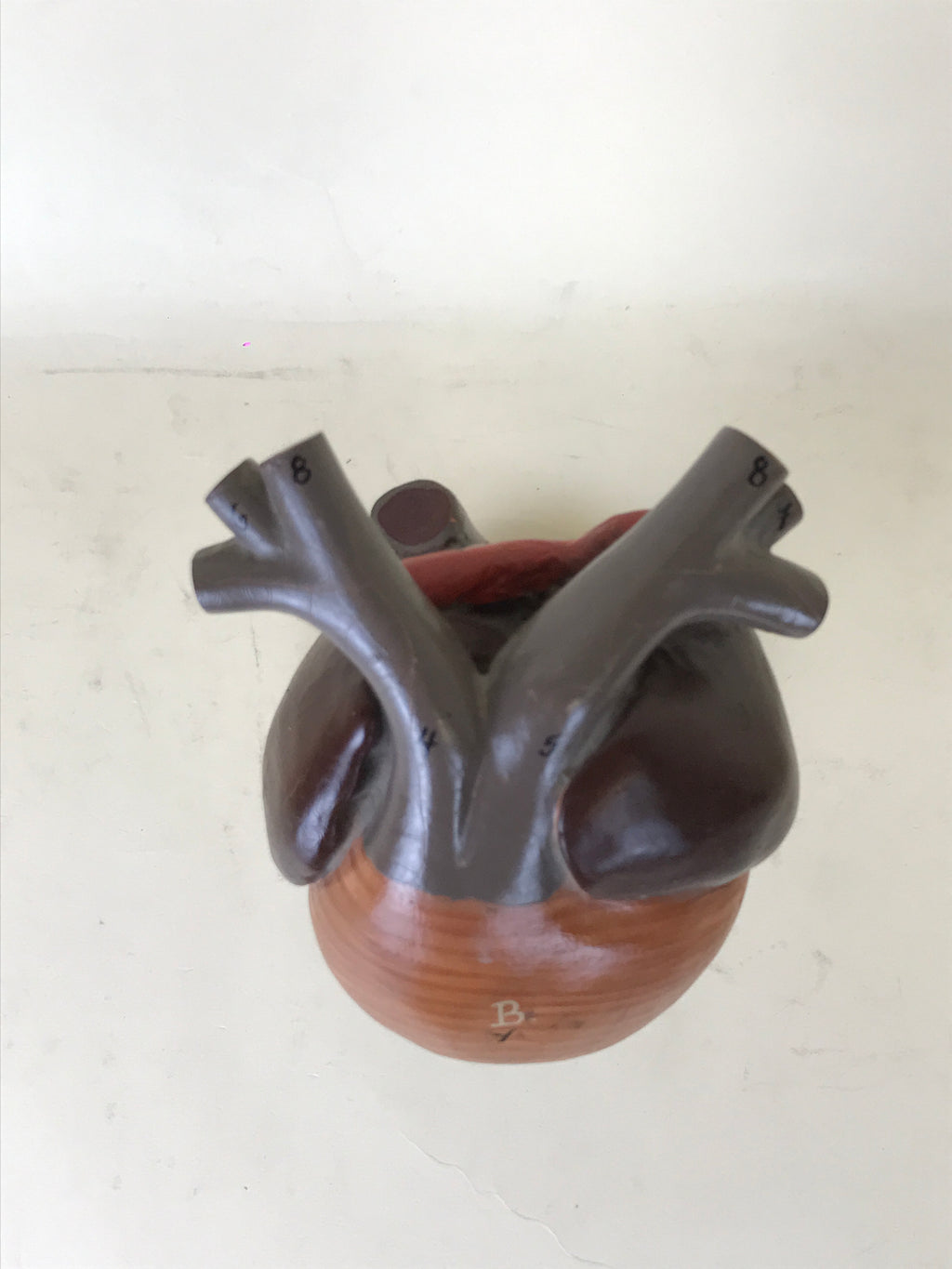 Anatomical Model - Frog Heart | 1970s